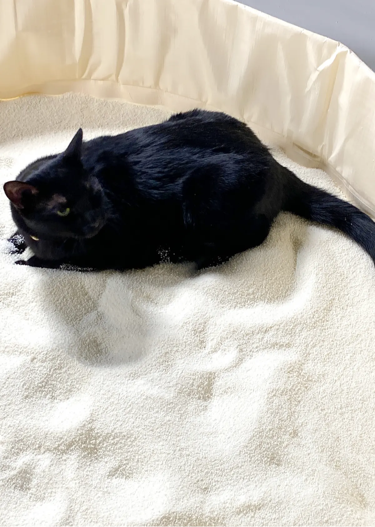 카사바 모래 위에 편안하게 누운 검은 고양이