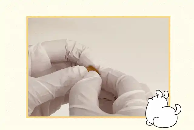 세이오앙 LID 데일리 트릿을 손으로 조각내 급여하는 모습