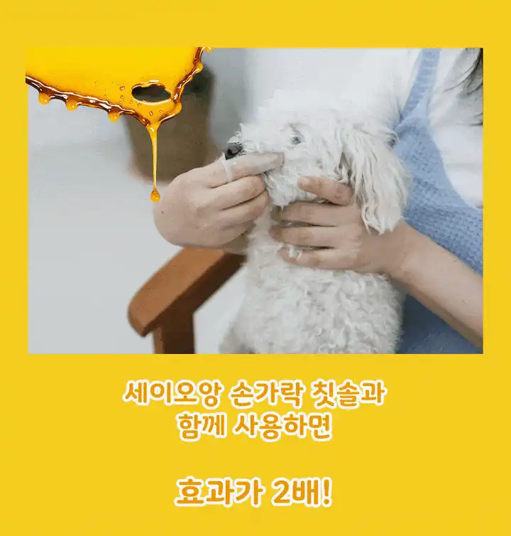 반려동물에게 세이오앙 프로폴리스 바르는 치약을 발라 양치하는 모습