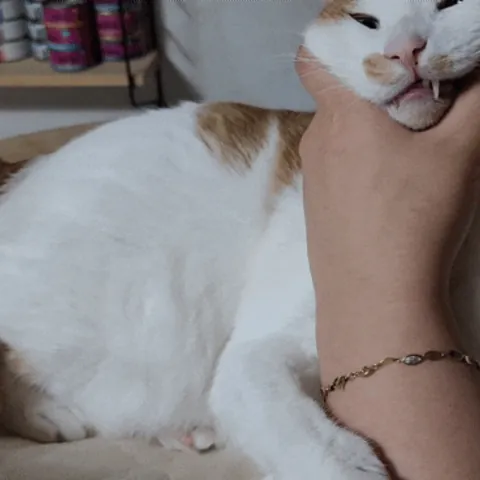 고양이 손가락 칫솔로 양치하는 고양이 — 자사몰 구매 후기 사진