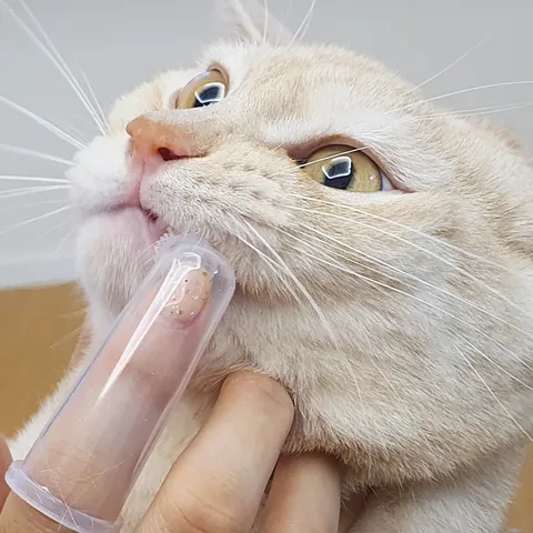 고양이 손가락 칫솔로 이빨을 닦는 크림색 고양이 — 자사몰 구매 후기 사진
