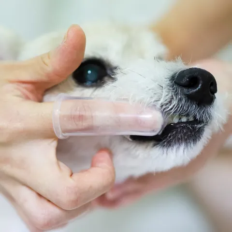 강아지 손가락 칫솔로 어금니를 닦는 모습 — 자사몰 구매 후기 사진