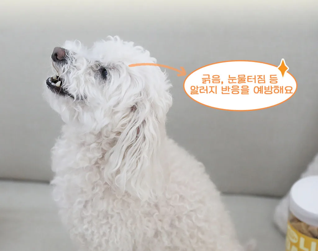 세이오앙 LID 트릿을 기다리는 푸들 — 긁음, 눈물터짐 등 알러지 반응을 예방해요