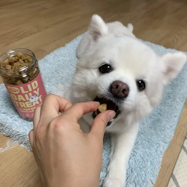 보호자 손에서 소고기 맛 LID 데일리 트릿을 받아먹는 포메라니안 — 자사몰 구매 후기 사진