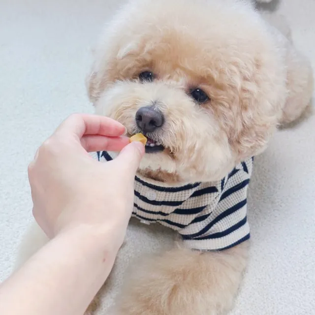 보호자 손에서 LID 데일리 트릿을 받아먹는 푸들 — 자사몰 구매 후기 사진
