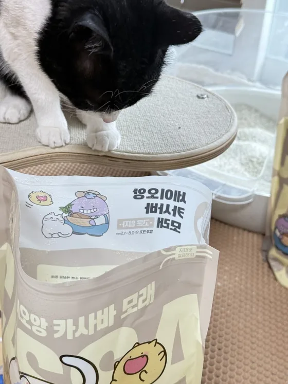 세이오앙 카사바 모래 실사용 고객 리뷰 사진
