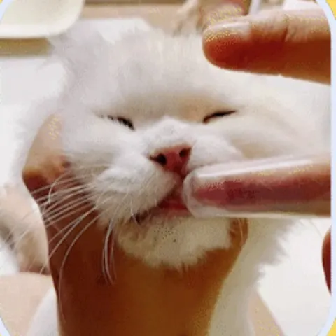 양치하는 고양이 꼬맹이