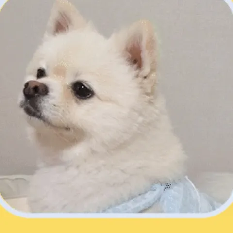 세이오앙 치약을 쓰는 강아지 뿌꾸