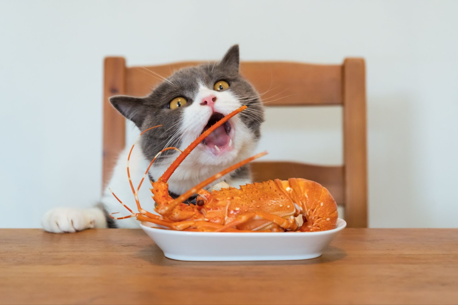 고양이 음식