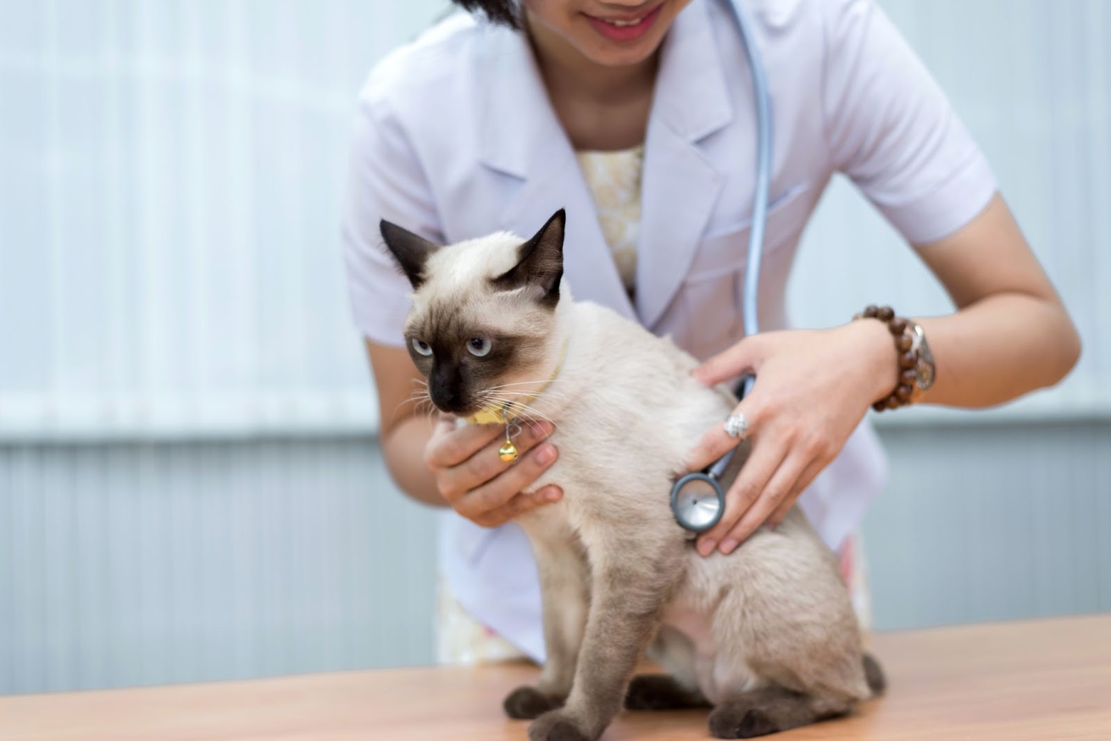 고양이 똥냄새