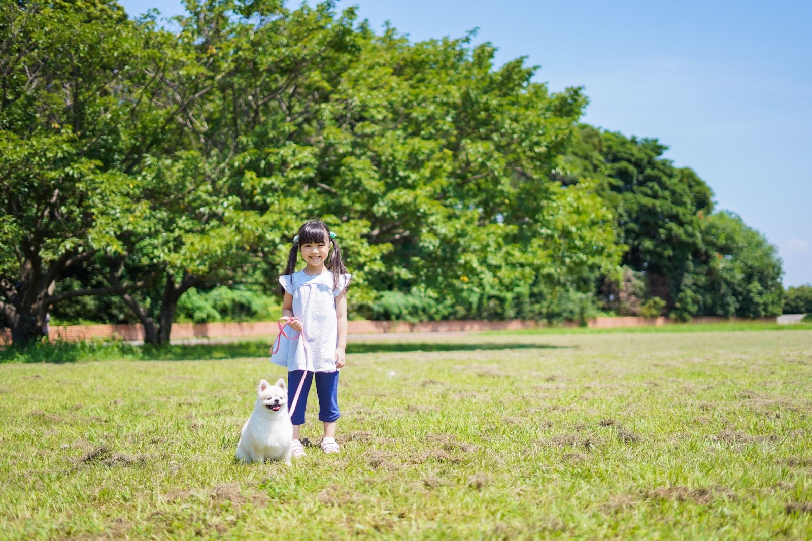 강아지 산책