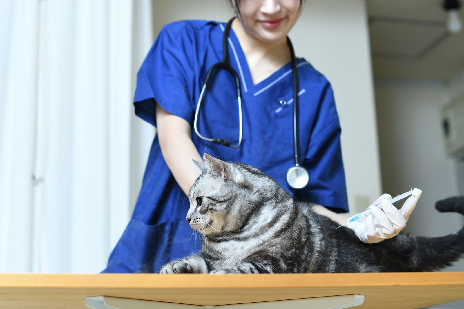 고양이 예방접종