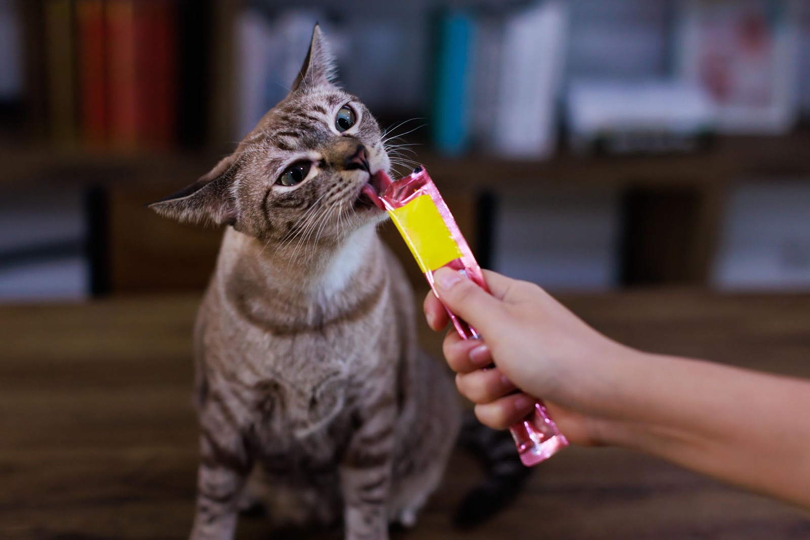 고양이 식욕부진