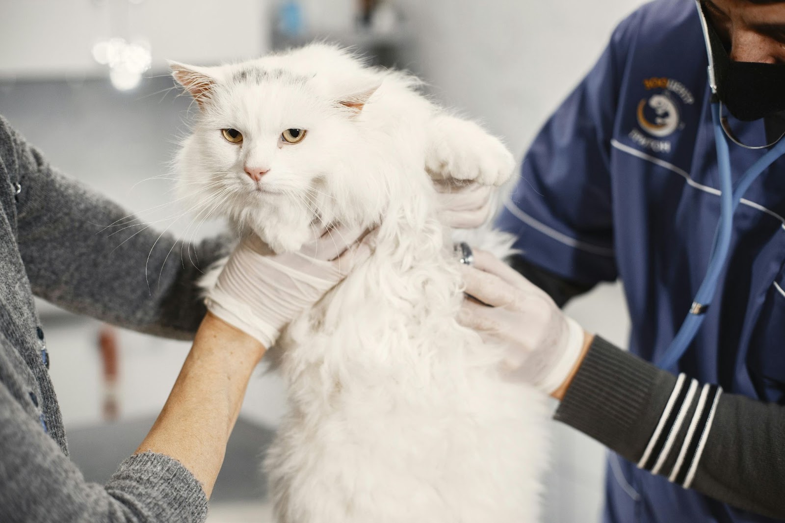 고양이 신부전