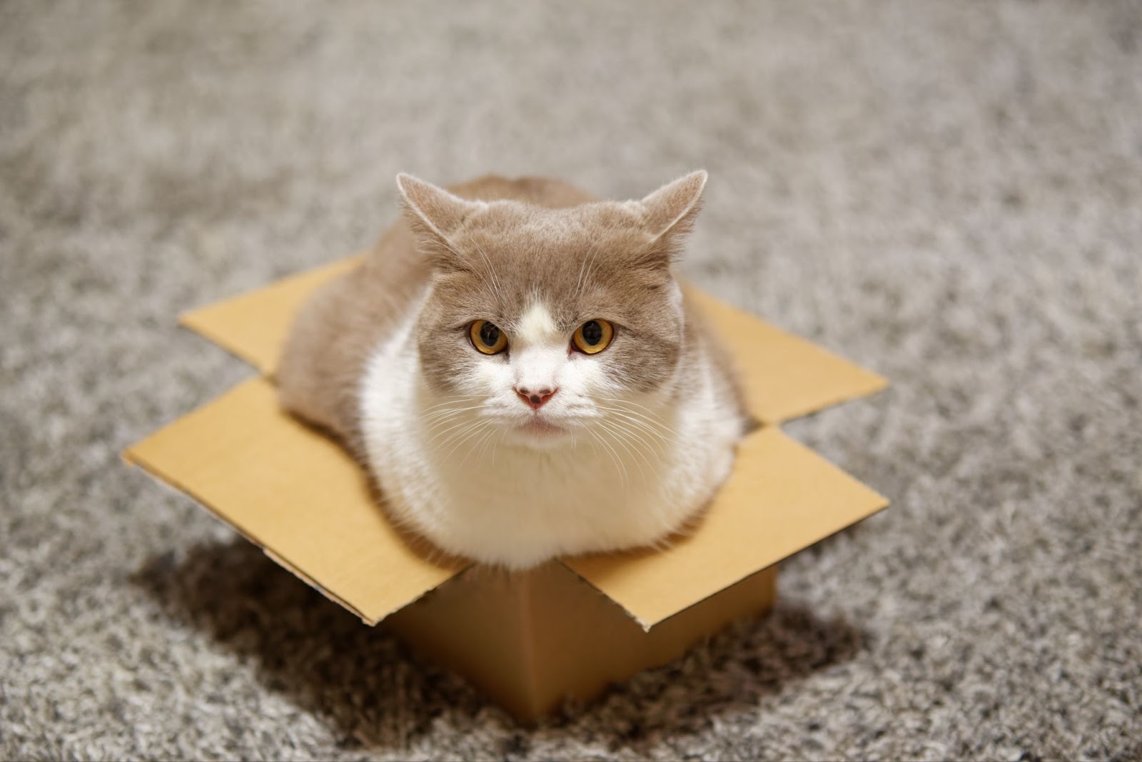 고양이 상자