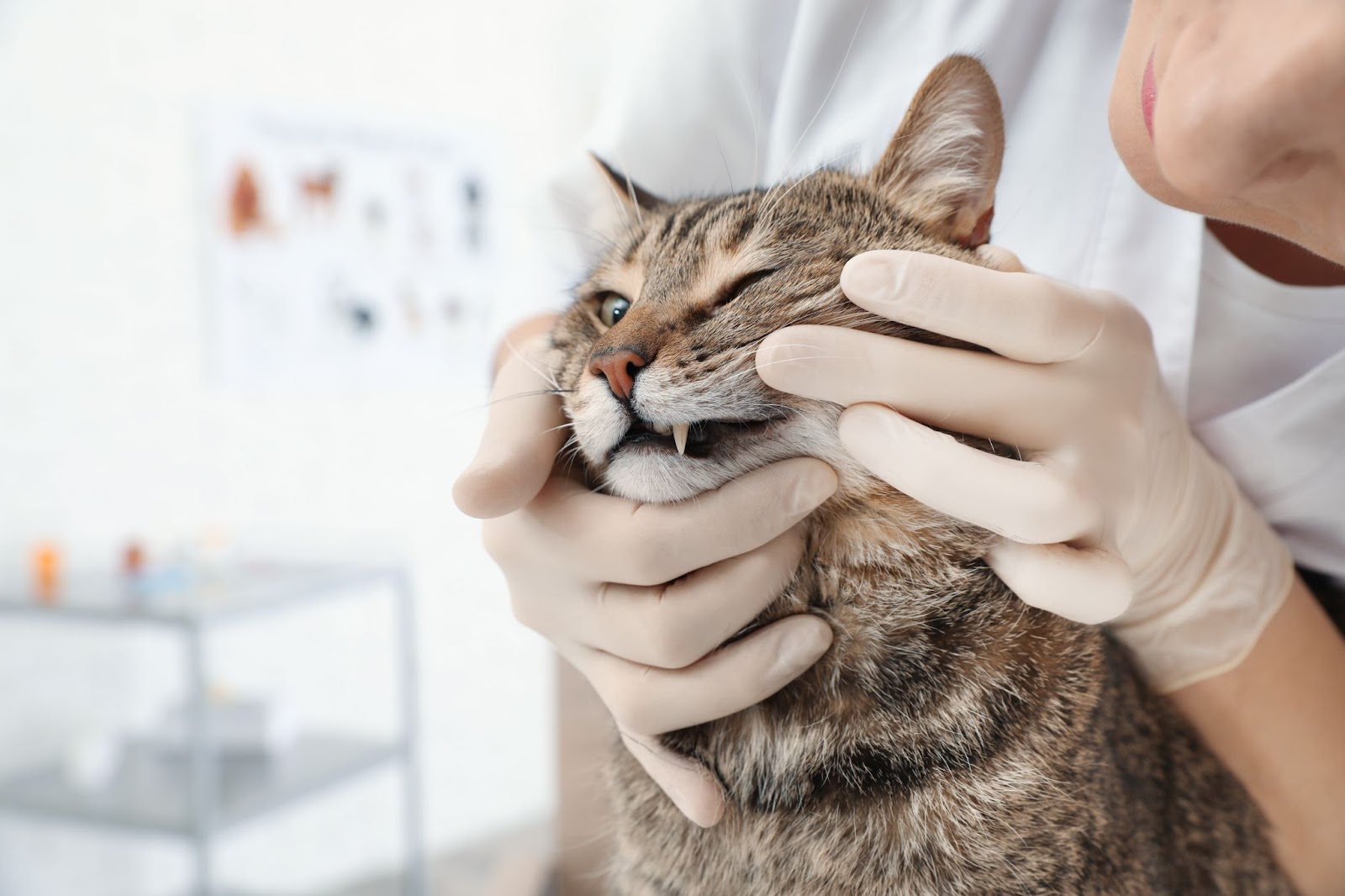 고양이 식욕부진