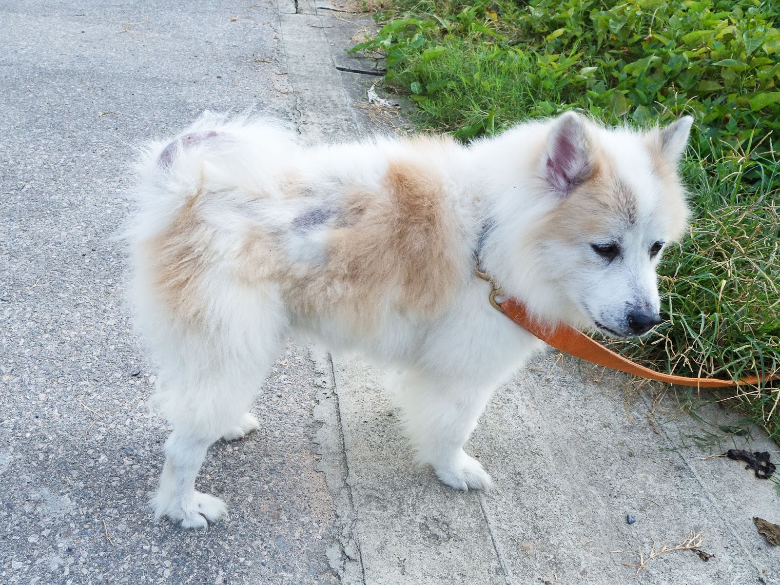 강아지 피부병