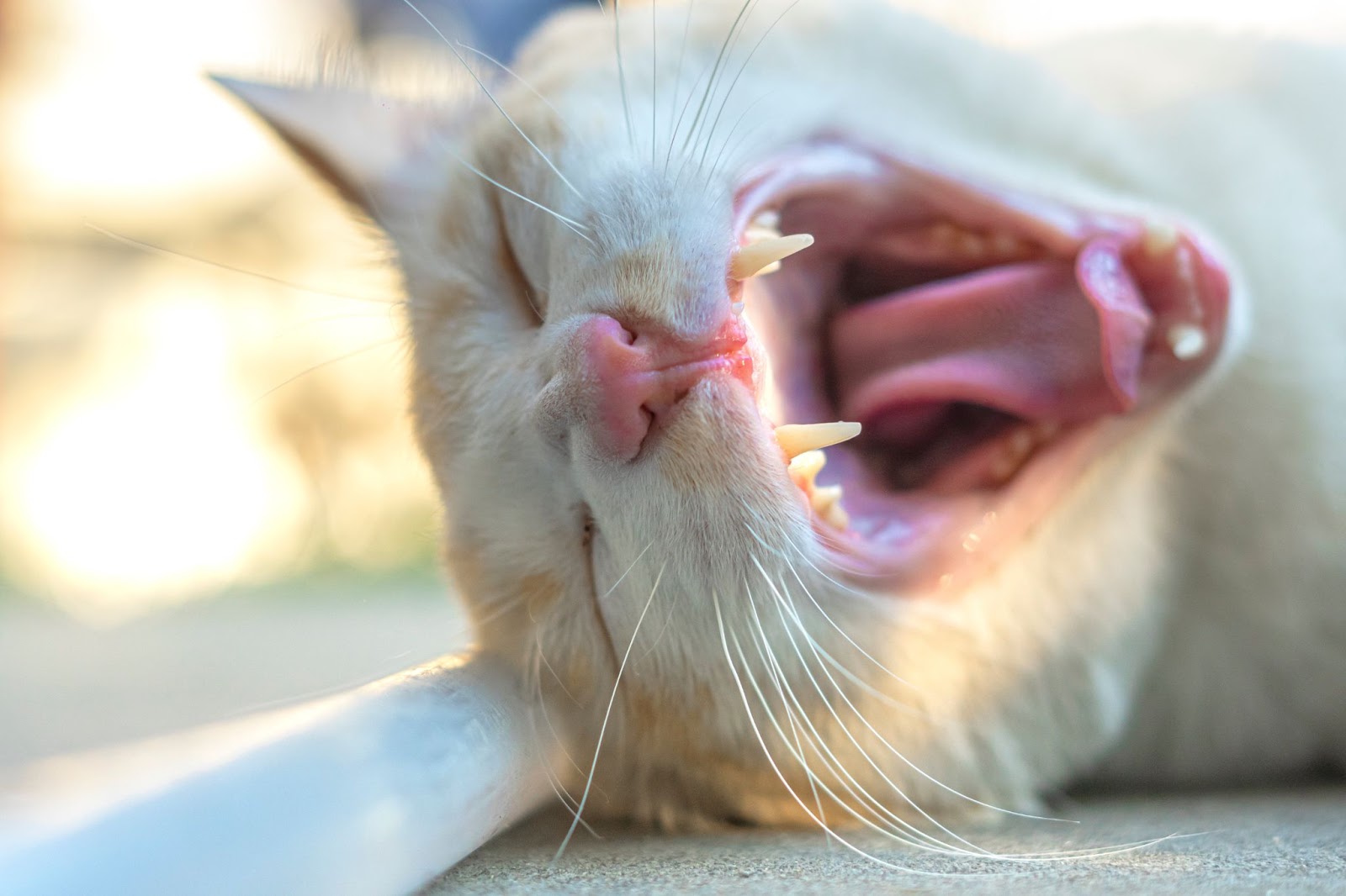 고양이 잇몸