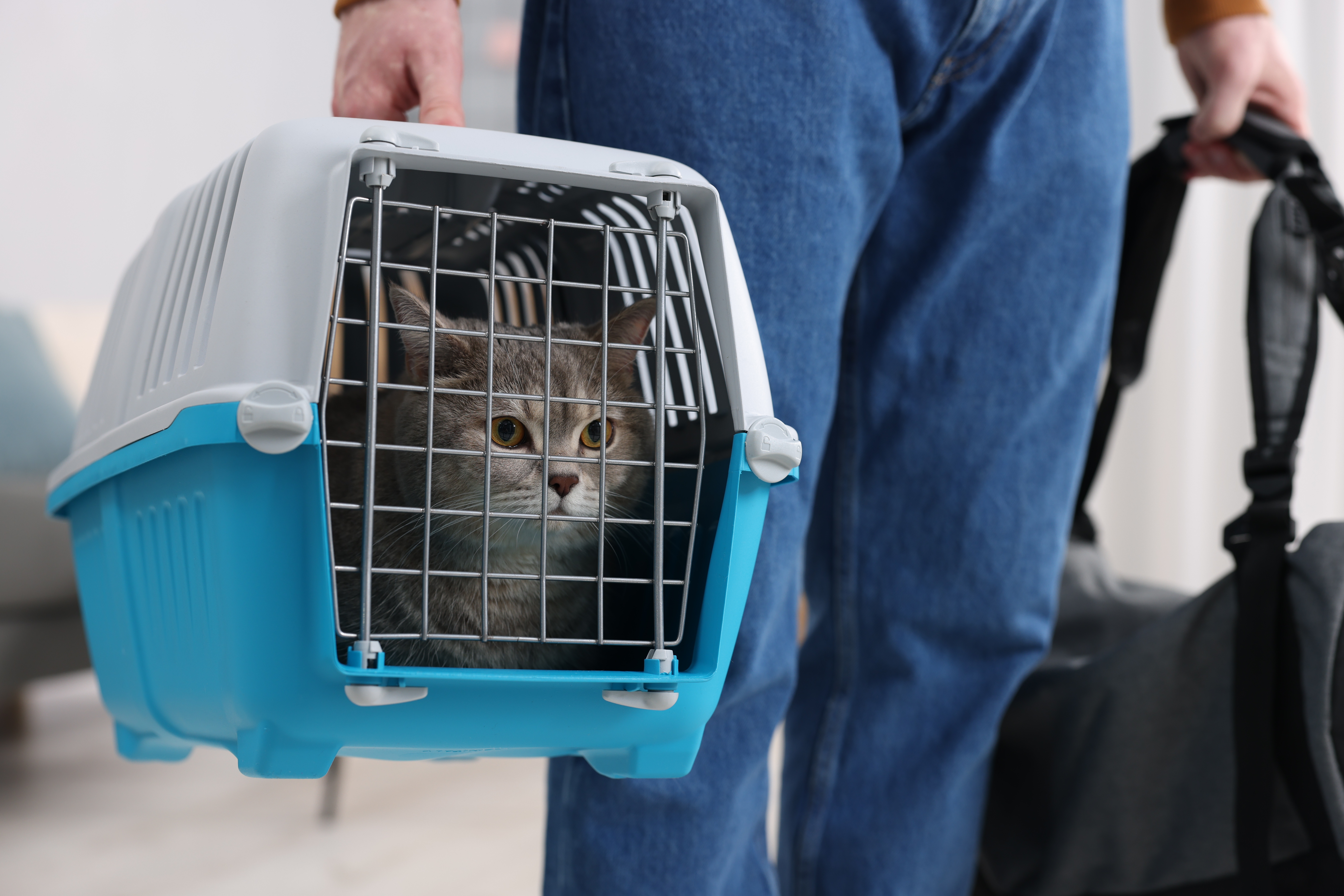 이동장에 들어가 있는 고양이 - 고양이 동물병원 내원 수칙