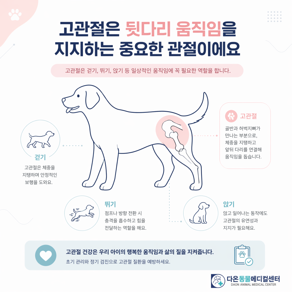 고관절은 뒷다리 움직임을 지지하는 중요한 관절입니다